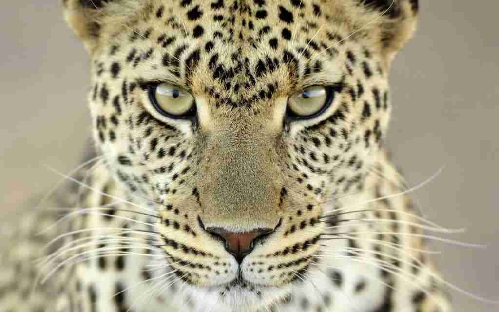 Intense gaze of a leopard captured in a close-up portrait, symbolizing the agile precision needed in managing leopard loans.