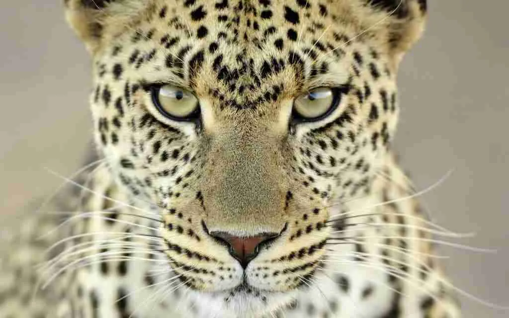 Intense gaze of a leopard captured in a close-up portrait, symbolizing the agile precision needed in managing leopard loans.